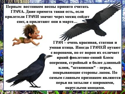 Грачи синоним
