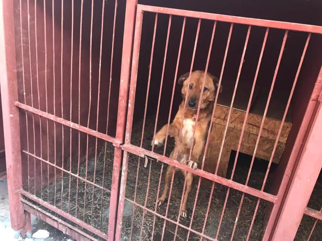 тульский приют для собак континент. приют континент тула. собачий приют в туле континент. континент+ тульский областной приют. континент приют для животных.