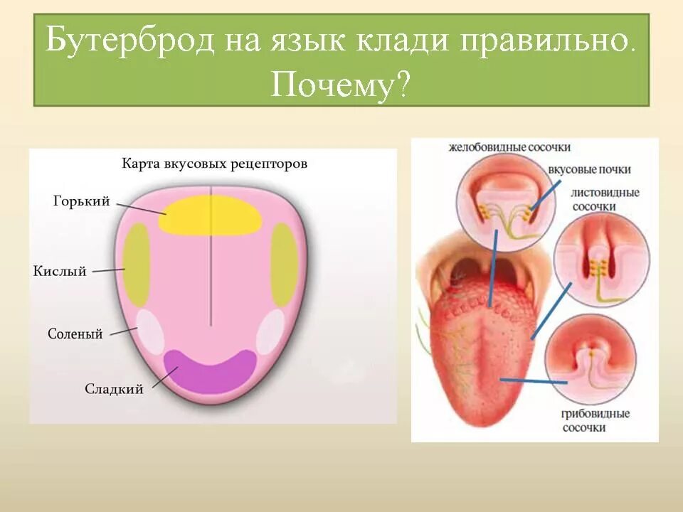 среднее количество вкусовых рецепторов к совершеннолетию. среднее количество вкусовых рецепторов к совершеннолетию. вкусовые рецепторы на языке. среднее количество вкусовых рецепторов к совершеннолетию. вкусовые ощущения на языке.