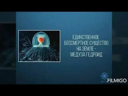 Бессмертная на дне