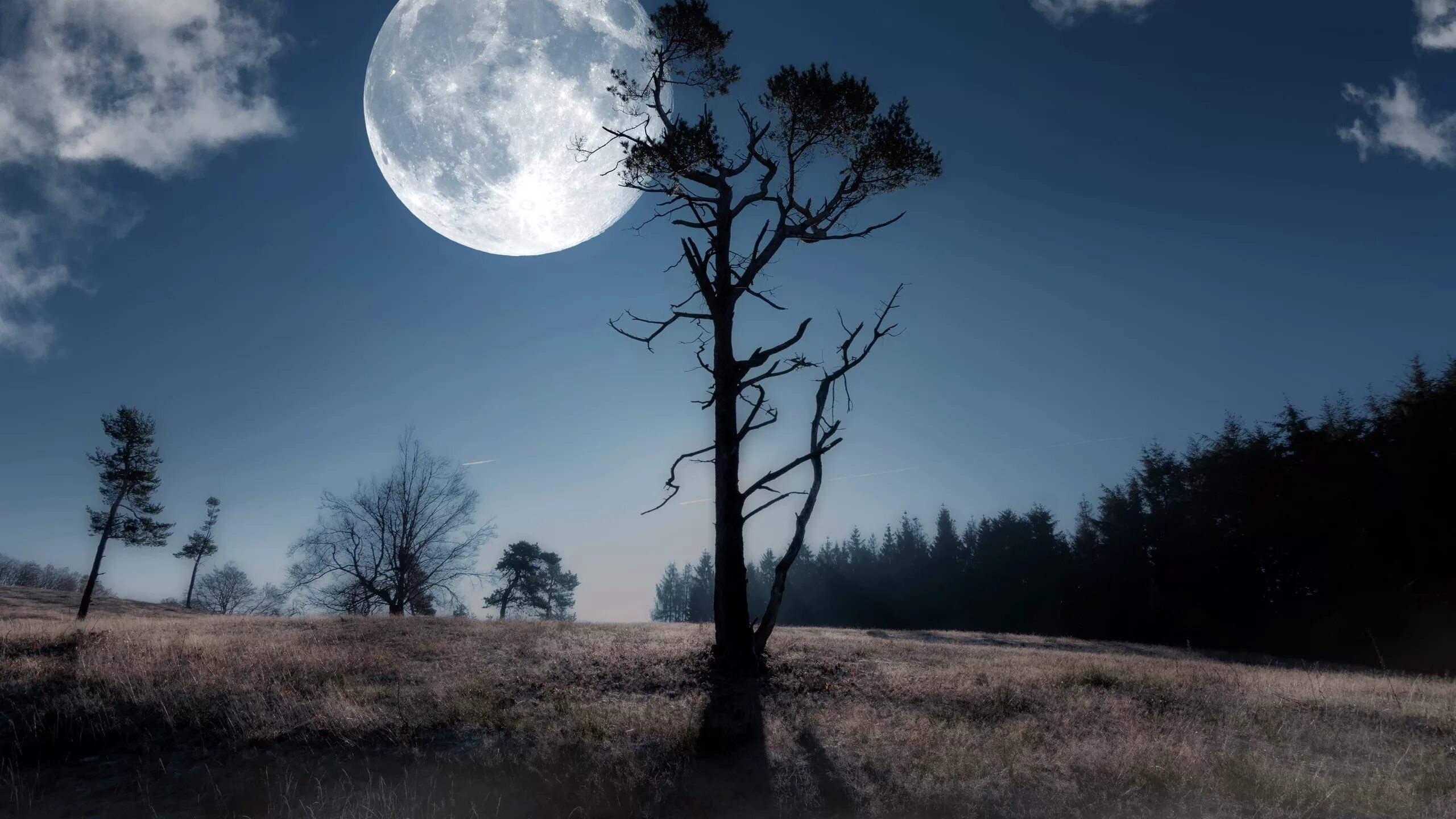Луна. Лунная ночь. Лунный пейзаж. Свет Луны. Дерево освещенное луной