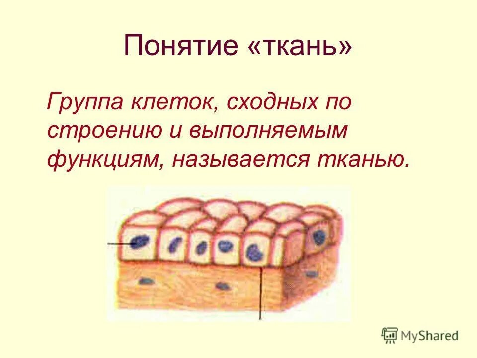 Понятие ткань ткани растений