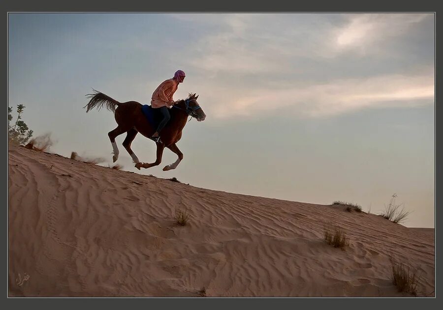 Цитаты про всадников. Красивые высказывания про лошадей. Лошадь халида бин валида. Цитаты про всадников. Одинокий рейнджер кадры из фильма.