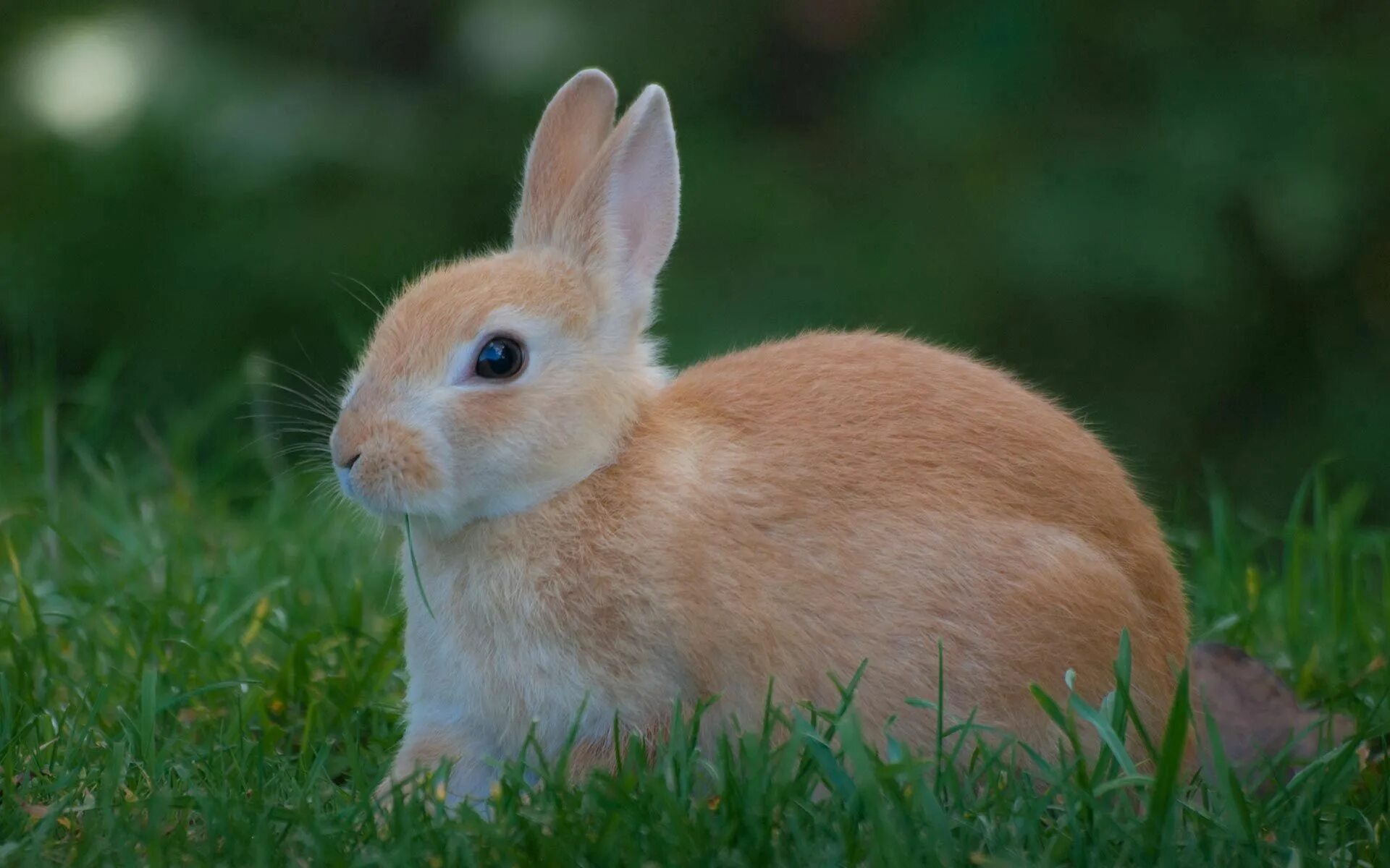 Кролик картинка. Кролик. Немецкий кролик желтый. Dovsan. Rabit Bunny.