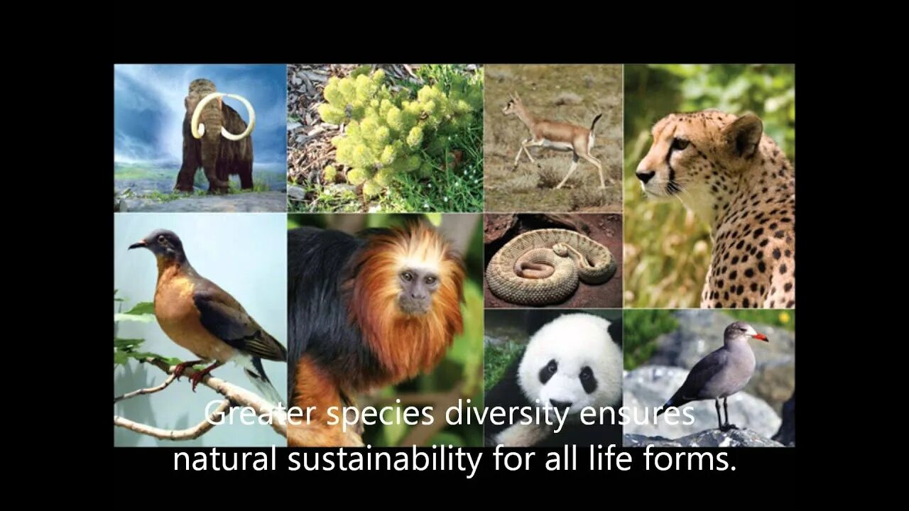 Сокращение разнообразия биологических видов. Разнообразие животных. Многообразие зверей. Биоразнообразие. Биоразнообразие животные.