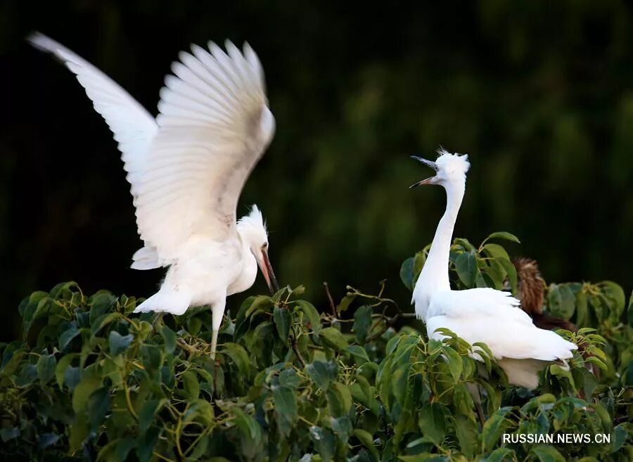 серая цапля япония. забавные птицы. танец цапля. танец цапель референс. белая цапля.