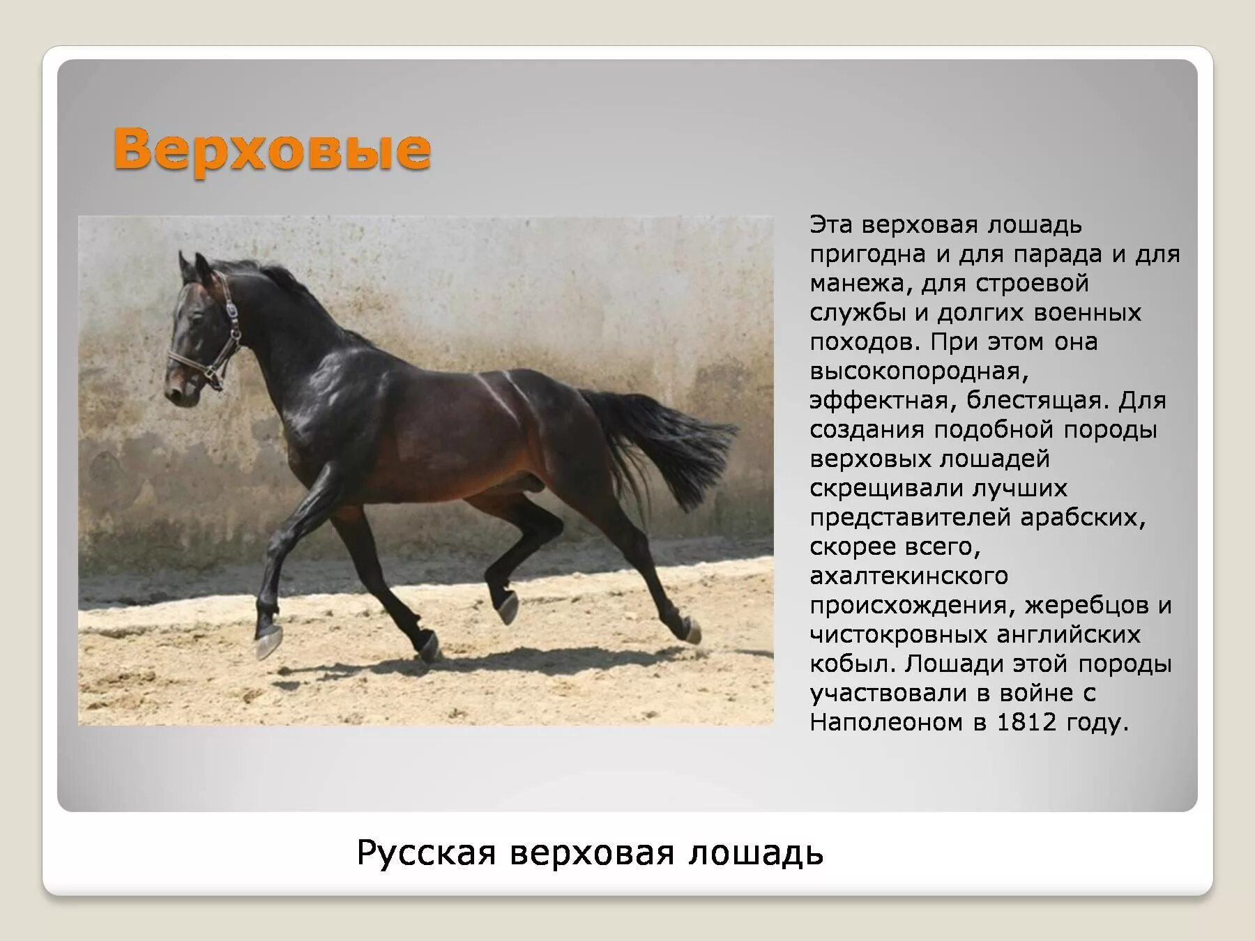Почему иона исповедуется лошади