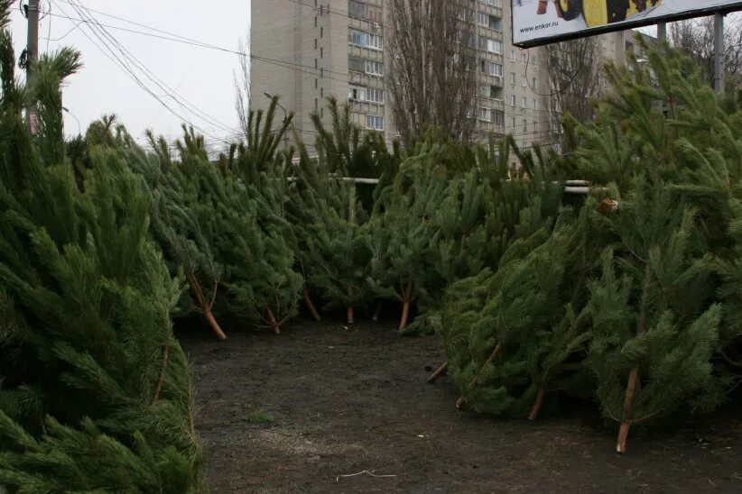 Охрана хвойных насаждений. Охрана хвойных насаждений в предновогодний период. Хвойные молодняки. Охрана молодняков хвойных пород.