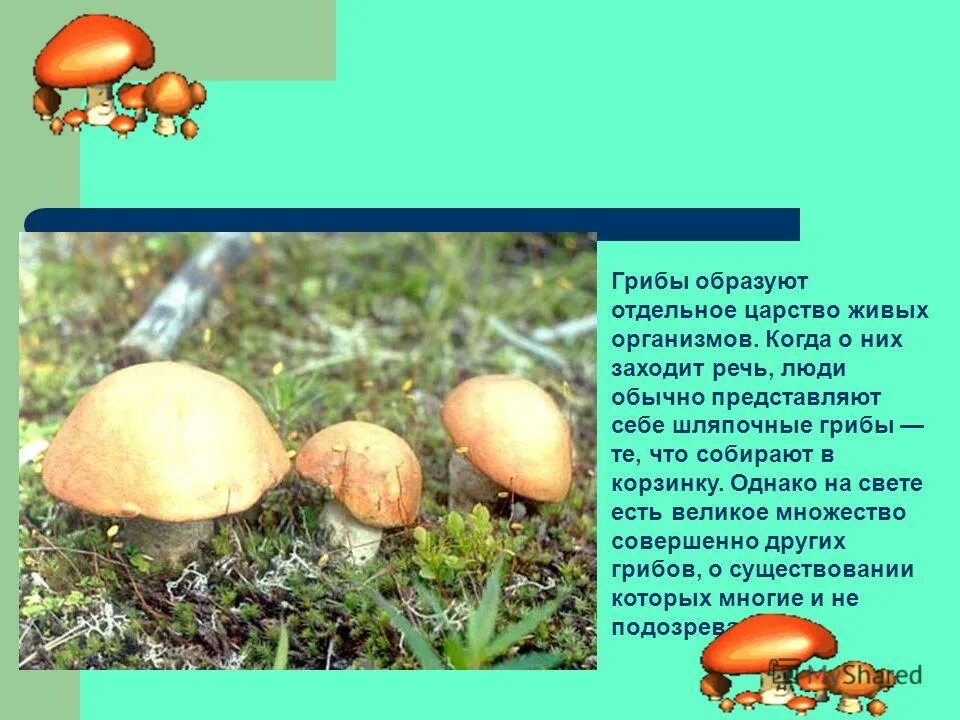 доклад по биологии про грибы. реферат по биологии на тему грибы. доклад по грибам. реферат по биологии на тему грибы. проект на тему грибы.