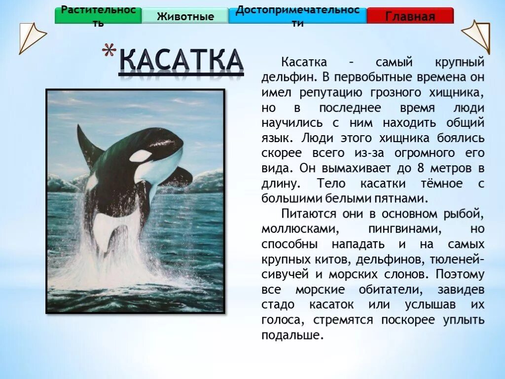 Касатка кратко. Касатка описание. Доклад про касатку. Рассказ о касатке для дошкольников. Касатка занесена в красную книгу России.