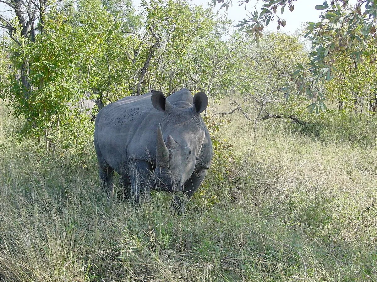 Национальный парк Крюгера носорог. Южный белый носорог. Южный белый носорог Ceratotherium simum simum. Северный и Южный белый носорог.