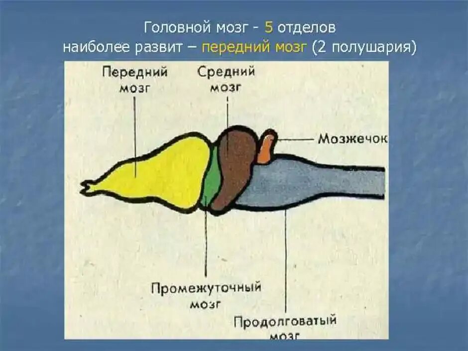 Отделы головного мозга змноводный. Отделы головного мозга амфибий. Строение головного мозга амфибии. Строение мозга амфибий. Какое строение головного мозга рыб