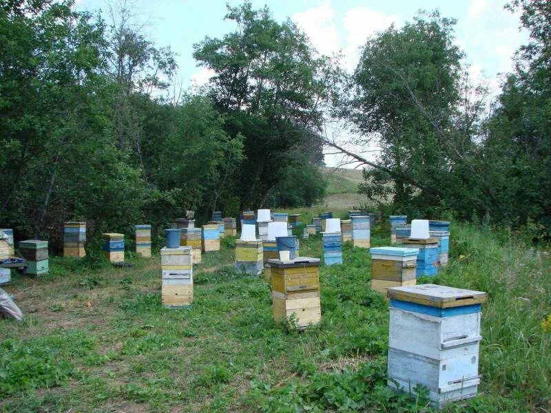 Башкирские пасеки мед. Липовый мед Башкирский пасека. Пасека в Башкирии. Мёд Горная пасека цветочный. Мало меда на пасеке