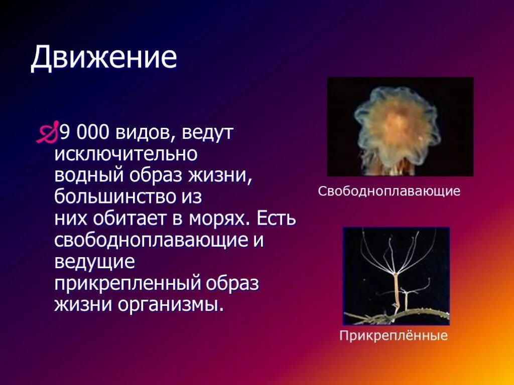 Прикрепленный образ жизни относится к животным. Кишечнополостные ведут исключительно Водный образ жизни. Прикрепленный образ жизни у кишечнополостных. Подцарство многоклеточные Тип Кишечнополостные. Кишечнополостные ведущие прикрепленный образ жизни.