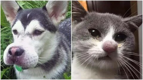 Щенка укусила оса