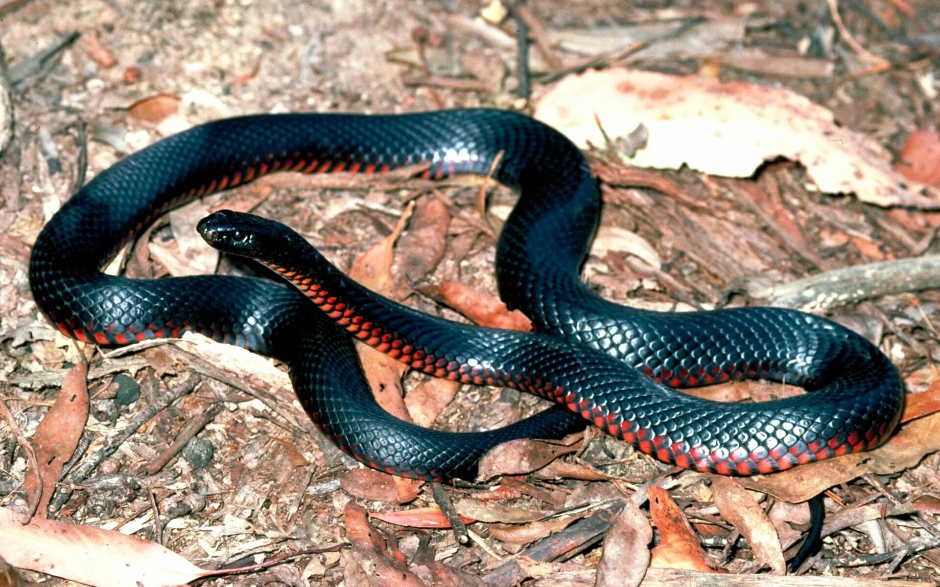 Хладнокровный змей. Краснобрюхий полоз. Краснобрюхий чёрный Аспид. Змея краснобрюхий полоз. Черная ехидна Pseudechis porphyriacus.