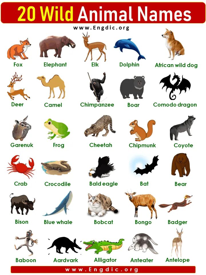 Имя animals