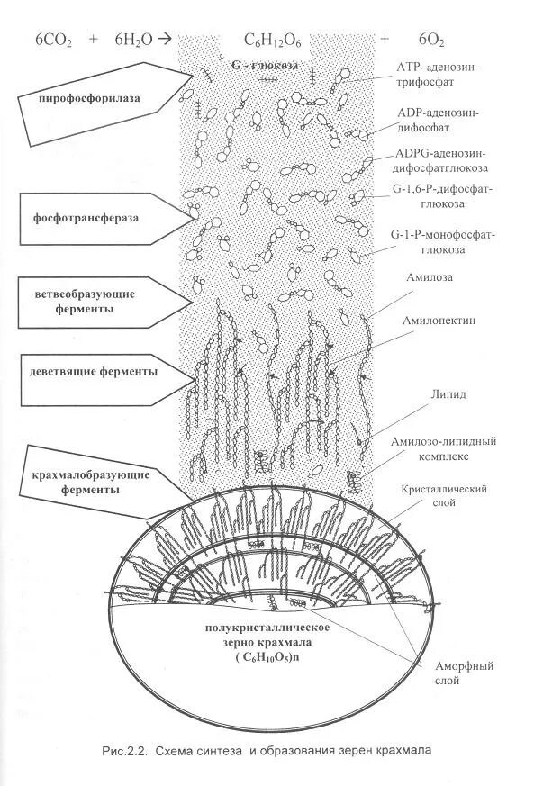 Синтез крахмала