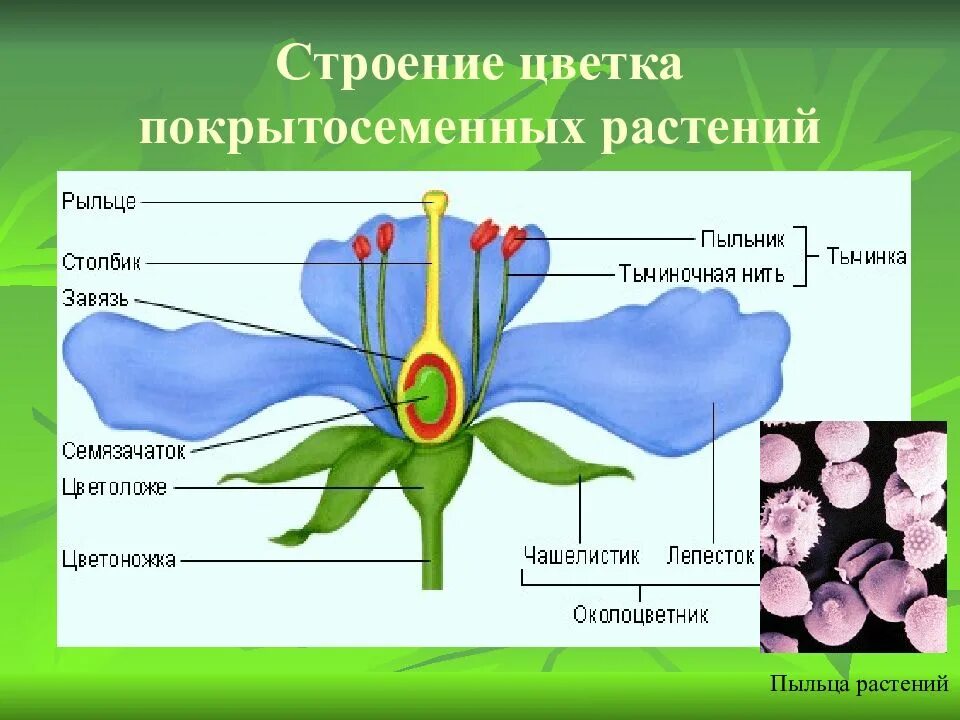 Схема строения цветка покрытосеменных. Строение цветка покрытосеменных растений. Строение цветковых покрытосеменных растений. Органы покрытосеменных растений схема.