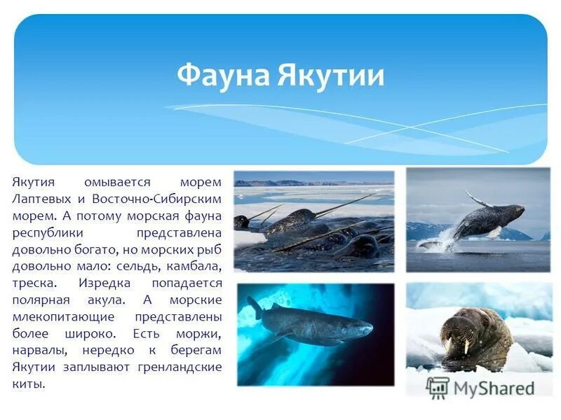 рыбы моря лаптевых