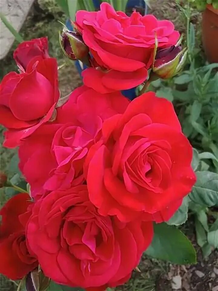 розы вдохновение интернет