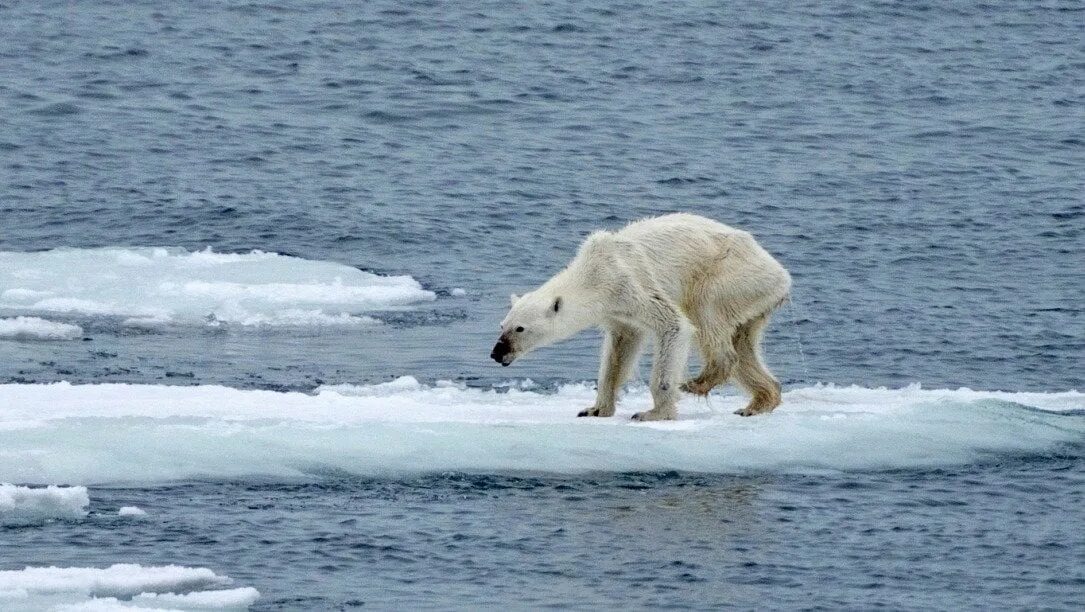 The great warming. Белые медведи в Антарктиде. Глобальное потепление белые медведи. Белые медведи вымирают. Глобальное потепление медведи.