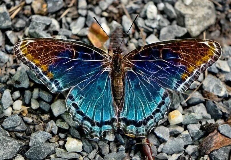 Бабочки необычные расцветки. Крылья бабочки. Бабочку зовут берта. Стеклянная бабочка грета ото. Бабочки в природе.