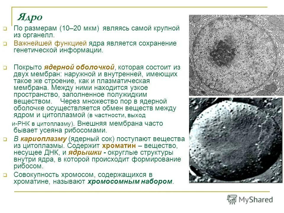 Эукариот двухмембранные органоиды. Строение ядрышка. Строение ядра клетки. Ядерная мембрана ядро клетки. Строение ядра кластер.