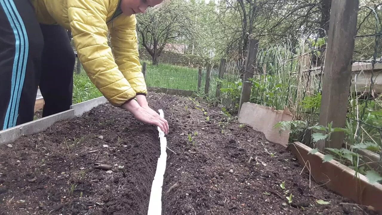 Как сделать грядку под морковь. Грядка под морковь. грядки под морковь весной. посев моркови на ленте. грядка для морковки весной.