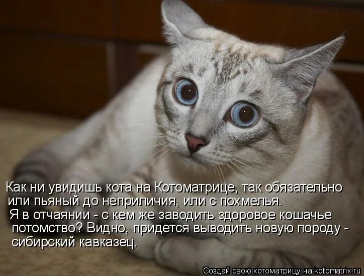 Веселый сарказм. Необязательно как правильно. Социальные нормы презентация 7 класс. Сарказм фразы. Нездоровиться или нездоровится.