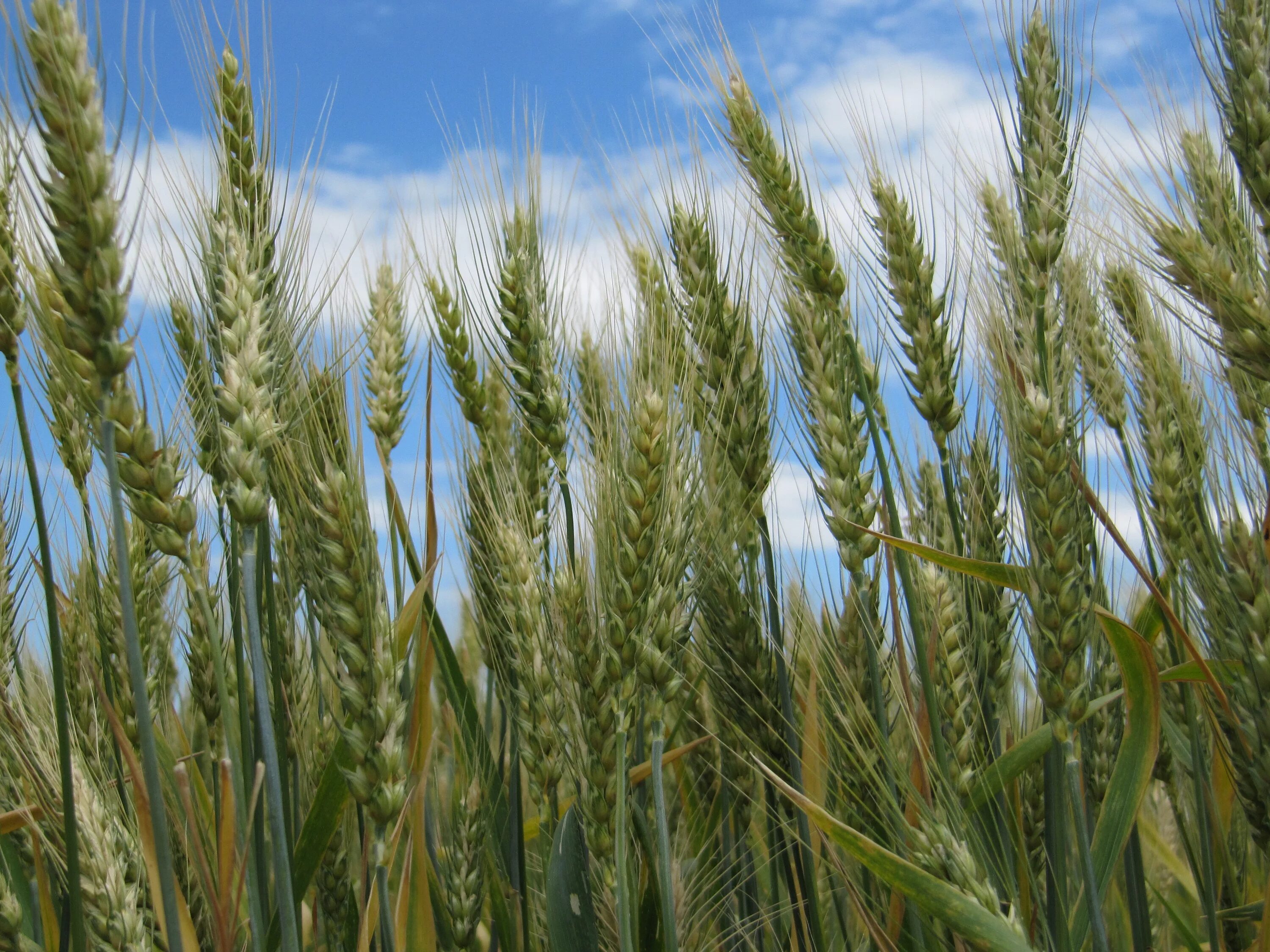 Озимая пшеница вид. Собербаш озимая пшеница. Озимая пшеница Syngenta. Семена озимой пшеницы скипетр.
