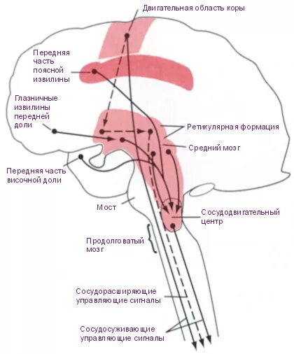Сосудодвигательный центр в мозге. Сосудодвигательный центр продолговатого мозга. Сосудодвигательный центр продолговатого мозга схема. Сосудодвигательный центр ствола мозга содержит. Функции сосудодвигательного центра продолговатого мозга.