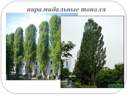 Минусы тополя в городе
