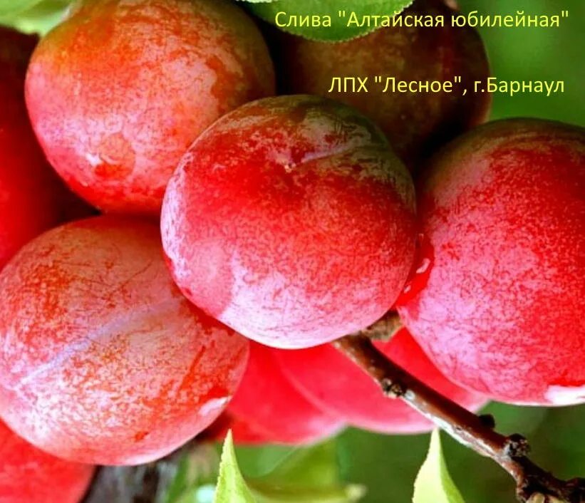 Алтайская юбилейная слива отзывы фото Слива гортензия_5235 купить по выгодным ценам в интернет-магазине OZON (463189