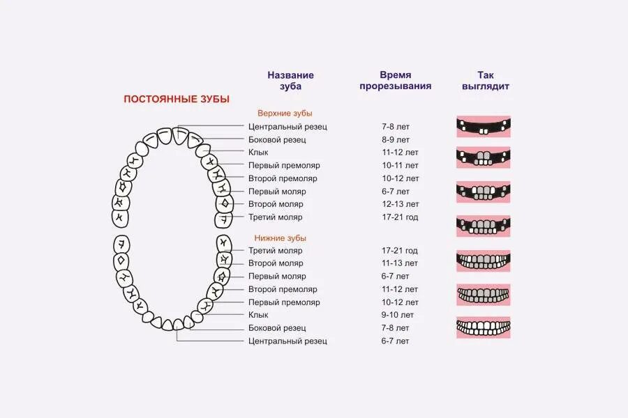 Порядок прорезывания постоянных зубов схема. Зубы у детей порядок прорезывания коренных зубов. Зубы у детей порядок прорезывания коренных 5-6. Схема прорезывания коренных зубов постоянных.