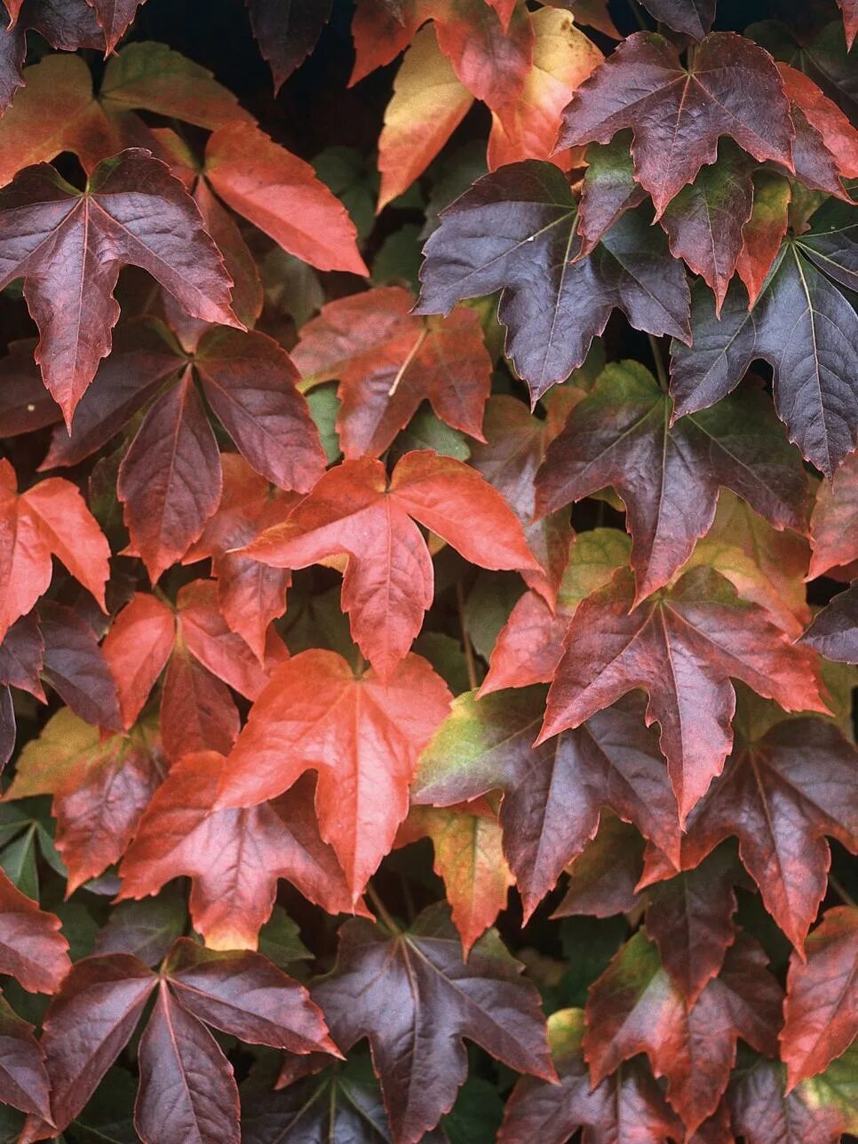 Плющ виноград. Parthenocissus tricuspidata 'veitchii' виноград девичий триостренный вича. Виноград пятилисточковый партеноциссус. Девичий виноград триостренный (Parthenocissus tricuspidata)..