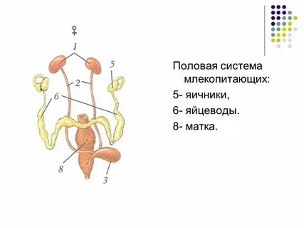 Какой тип нервной системы у млекопитающих
