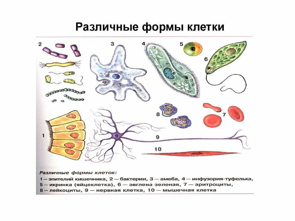 Почему клетки выполняют разные функции. Формы клеток анатомия. Форма строение клетки. Строение клеток и формы клеток. Типы клеток схема.