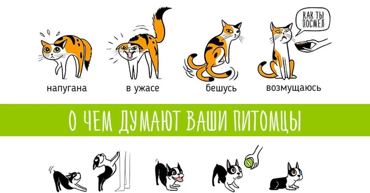 Поговори на кошачьем. Поведение кошек в картинках. Язык жестов животных. Язык тела кошек. Кошачий язык жестов.