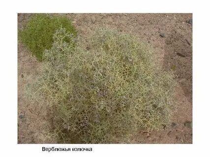 Верблюжья колючка прилагательное