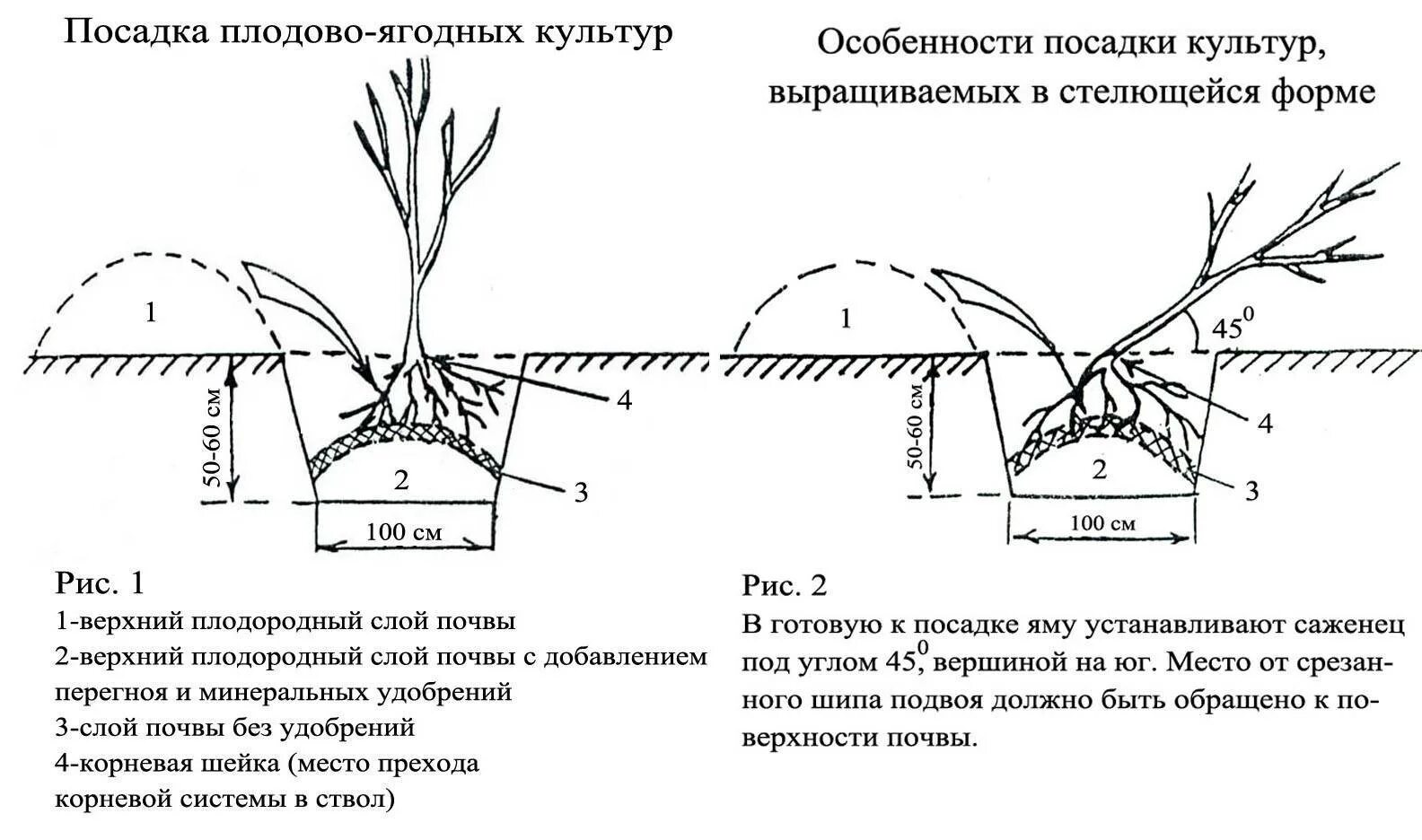 Что положить в грунт при посадке смородины. Схема посадки саженца яблони. схема посадка кустов смородины весной. схема посадки саженцев смородины. схема посадки крыжовника.