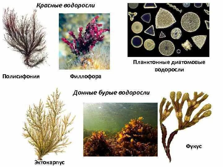 Красные водоросли полисифония. Красные и диатомовые водоросли. Ламинарии водоросли Балтийского моря. Бурые водоросли эктокарпус. Группа растений водоросли примеры названия