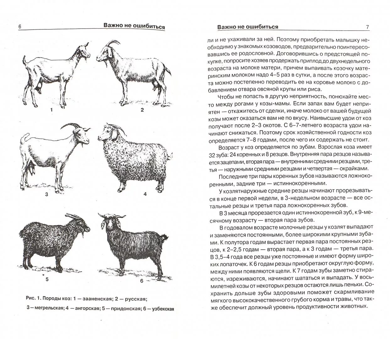 Определить возраст книги. Таблица веса коз. Как определить Возраст козлят. Как узнать Возраст козлят. Породы коз схема.