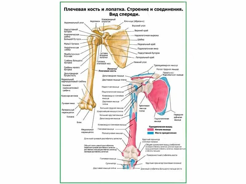 Соединения костей плечевого пояса. Плечевая кость и лопатка. Лопатка и плечевая кость анатомия. Соединение лопатки и плечевой кости. Плечевая кость и лопатка Тип соединения.