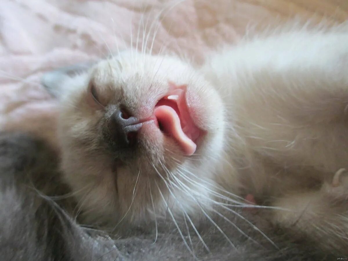 Слюна на подушке. Спящие котики. Сонный кот. Спящий кот с языком.