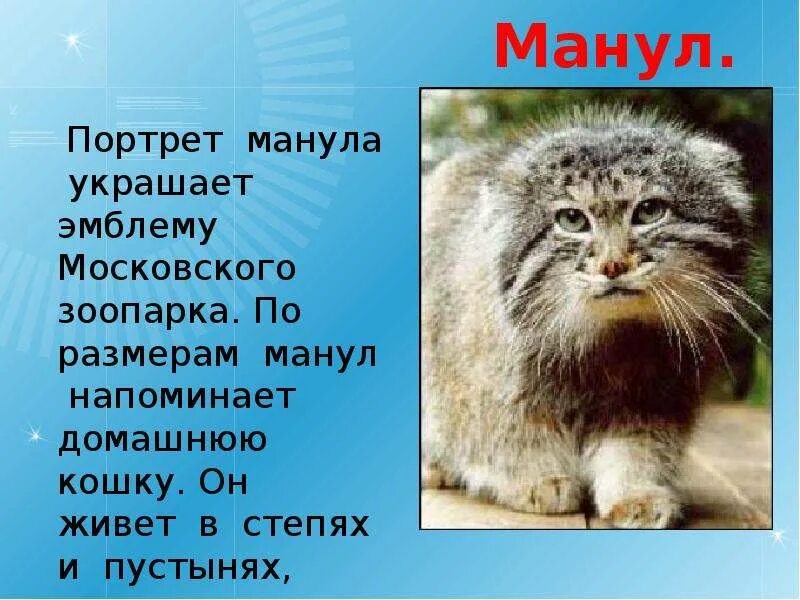 Кот манул сообщение. Кот манул красная книга. дикий лесной кот манул. манул рассказ. манул описание.
