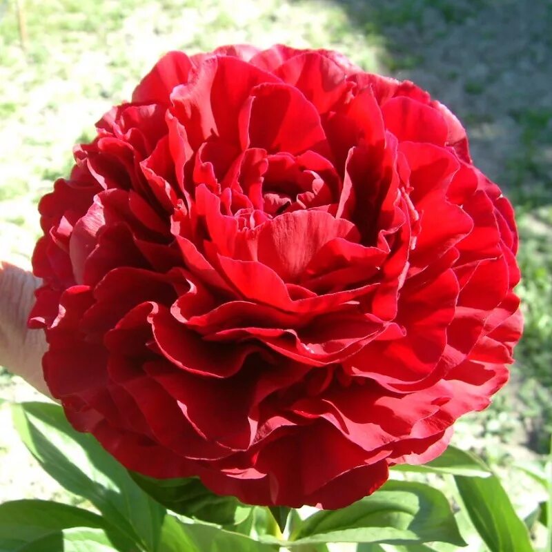 Пион фейтфул фото и описание. Пион red sarah bernhardt. пион олд фейтфул. пионы ред сара бернардт. old faithful пион.