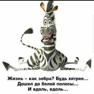 Зебра из мадагаскара картинки - 60 фото