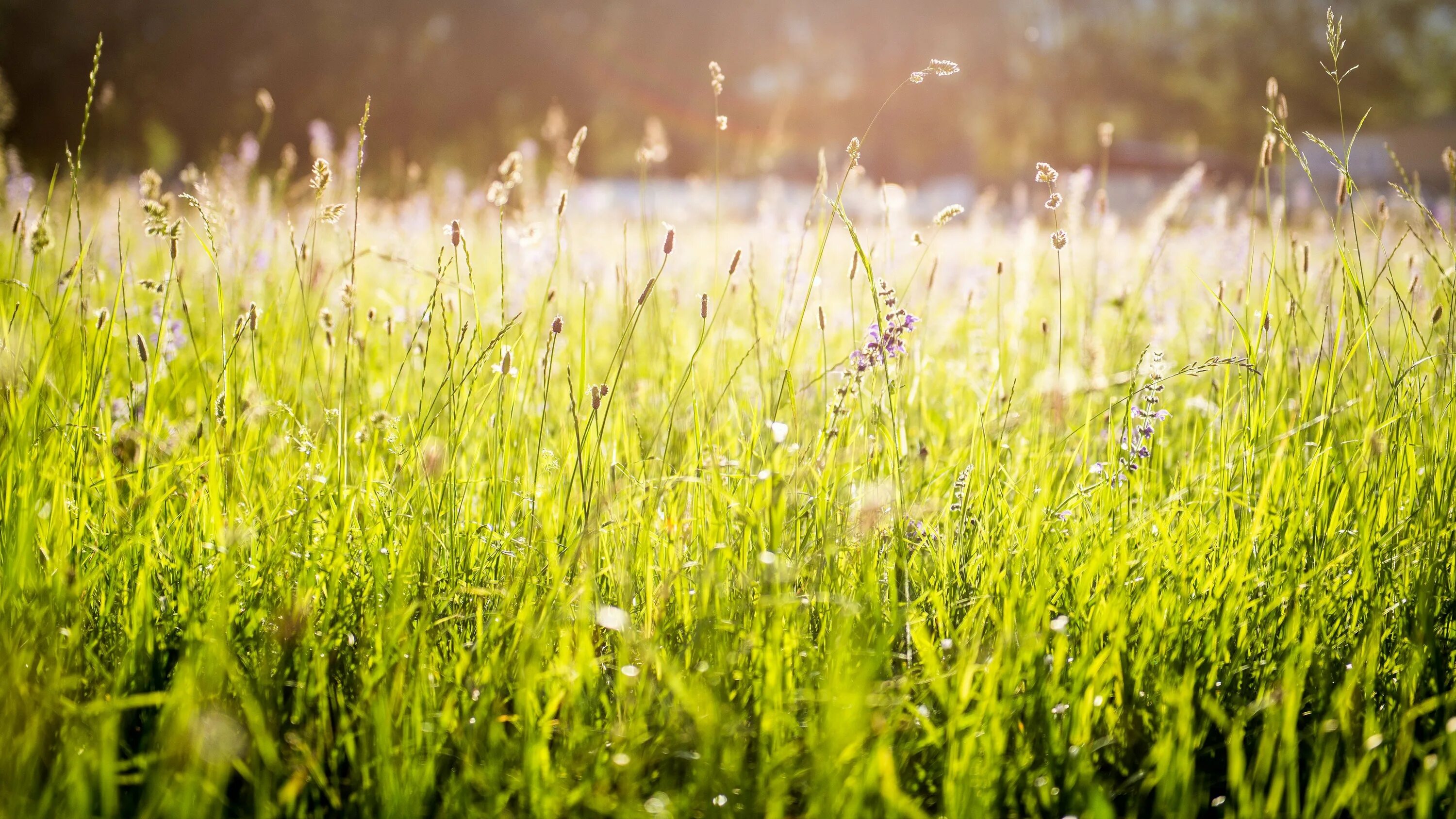 Цвет ранней травы. Трава. Зеленая трава. Трава солнце. Весенняя трава.