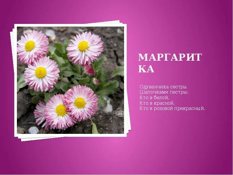 Маргаритка тассо ред. Маргаритки цветы описание. Маргаритка клумбовые растения. Маргаритка многолетняя помпонная. Краткое описание маргаритки.